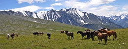 Алтайские лошади / Алтай,Катунский хребет