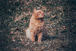рыжий кот / No comments.