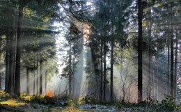 Здравствуй солнце / Солнечные лучи сквозь уходящий туман в Новогоднем лесу