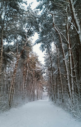 Зимний лес под снежным одеялом... / ...после обильного снегопада