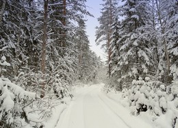 В глушь зимнего леса / Снега насыпало много в январском лесу