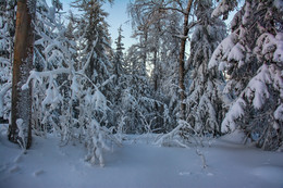 Снежное царство / Заснеженный лес