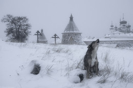 Поминальная молитва / Пес воет на старом монашеском кладбище на Соловецких островах.