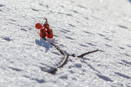 Ягоды на снегу) / Морозный солнечный день. Птицы наслаждаются витаминным коктейлем ягод.... от птичьей активности с содроганием рябина роняла ягоды в снежные сугробы...
