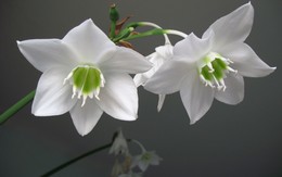 Эухарис в цвету / Eucharis in bloom