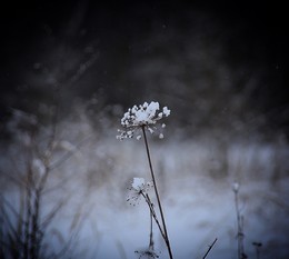 Белая пятница / Зима 2017. Природа.