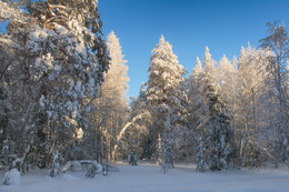 Солнечный день / Зима в лесу