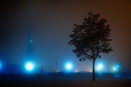 Городская сосна / Снято в Калуге