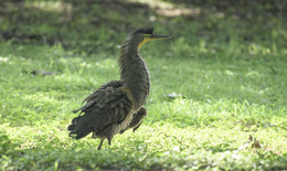 Bare-throated tiger heron / Гологорлая тигровая цапля
Очарованный Bare-throated tiger heron можно в стретить в Центральной Америке
Этот большой вид цапель Её горло неоперённое, желтоватого цвета, в период гнездования ярко-оранжевого окраса. Оперение взрослых птиц серое с тонкими чёрными полосами. На голове чёрная шапочка и когда птица встревожена перья поднимаются хохолком и такие моменты конечно наиболее фотогеничны )
Также в отличии от других цапель у этого вида не очень длинные ноги