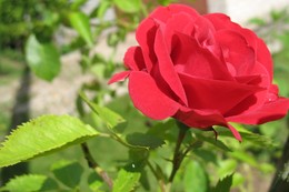 Роза в утренней росе / Rose in the morning dew