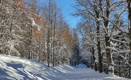 Когда тени были длинные / Лыжня на склоне гор. За час до захода солнца