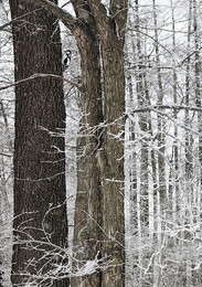 Дятел... / ...в снежном лесу...