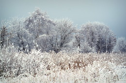 Деревья в снегу / ***
