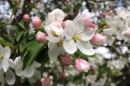 яблоневый цвет / цветение яблонь в весеннем сквере НОВОСИБИРСКА.