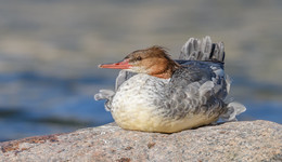 Common Merganser / Большой крохаль (Самка )