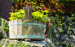 корзинка с земляникой / корзинка в которой растет земляника на ярком, зеленом фоне