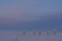 утро зимнего дня / Было влажно, морозно и ветрено