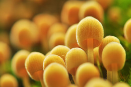Семейство :) / большая группа мааааленьких грибков :)