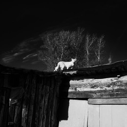 Кошка белая на крыше сарая в Озерках / Кошка белая на крыше сарая в Озерках