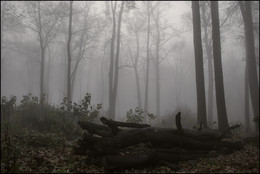 Утро туманное / Осень,лес