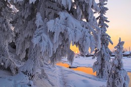 тяжёлые наряды зимы... / Иркутская область Казачинско-Ленский район