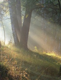 Утро на пригорке... / Петербург. Парголово. Август