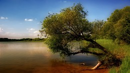Мечта о воде в жаркий день. / Жаркий июль на лесном озере.