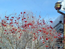 Январский денёк / Под окном растёт калина.