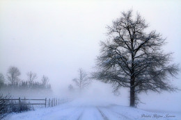 roads in the mist / в тумане
