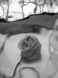 Крик / сухая роза
снято через стекло
