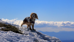 Заоблачный пес / Английский кокер спаниель Найк у вершины Эклизи-Бурун. Крым. Чатыр-Даг