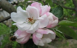 Весенняя гармония / Пчела + яблони цветок = Гармония