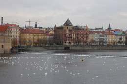 Лебеди на Эльбе / Прага. Эльба