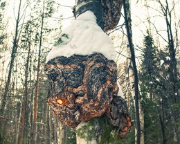 Деревянная фоточка / Деревня Лесное, 18 февраля 2017 года от Р. Х.