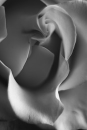 white rose / белая роза