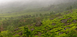 Дождливо / Чайные плантации в Муннаре