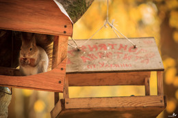 Приятного аппетита | Bon appétit / Фотография 15-го года, сделана в Севастопольском парке, где в тёплую пору года можно найти для себя много интересного, а сейчас, до календарной весны 30 мин, поэтому захотелось чего-то тёплого