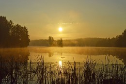 Утреннее... / Осиновая Роща. Август