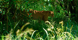 Эффект легкой неожиданности / Леопард крадется по своим делам в зарослях саванны.