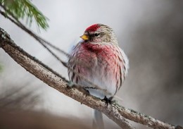 господин чечеткин / чечетка(самец)