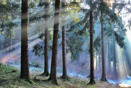 Мороз туман и солнце / Утром в лесу на склоне гор