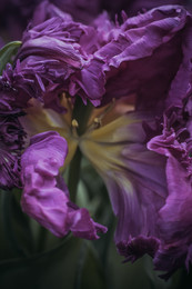 Тюльпан / Вид тюльпана из Аптекарского огорода