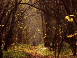 Волшебный лес / Осенний денек в Тропарево