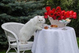 Завтрак аристократа / Красные тюльпаны всем девочкам от белого и пушистого!