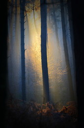 &nbsp; / Früh morgens bei minus 8 grad im Wald.
A....kalt, aber das Licht war klasse:)
