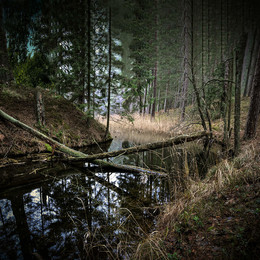 В темном лесу / V temnom lesu