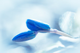 blue / первые весенние цветы