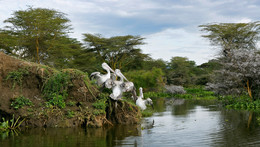 Могучая кучка / Пеликаны на озере Накуру
