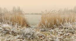 Рядом с озером / Камыши, которые растут в озере зимой