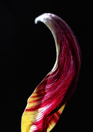 Tulip leaf. / Из серии &quot;Leaf&quot;